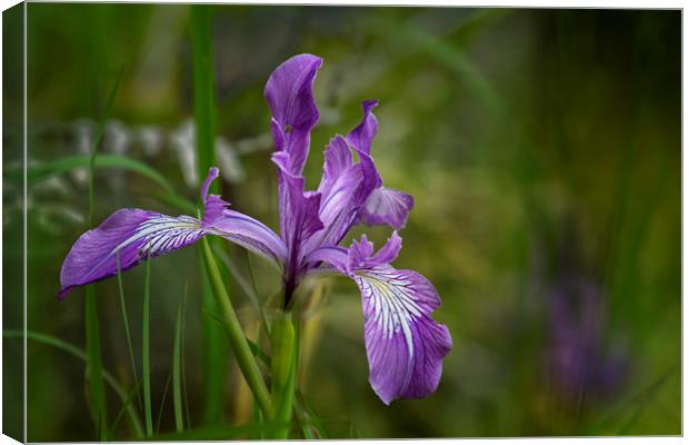 Free Ranging Wild Iris Canvas Print by Belinda Greb