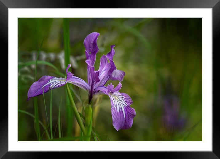 Free Ranging Wild Iris Framed Mounted Print by Belinda Greb
