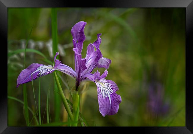 Free Ranging Wild Iris Framed Print by Belinda Greb