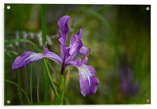 Free Ranging Wild Iris Acrylic by Belinda Greb