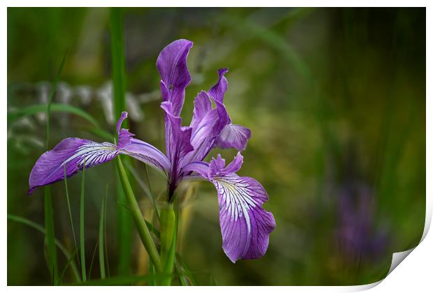 Free Ranging Wild Iris Print by Belinda Greb