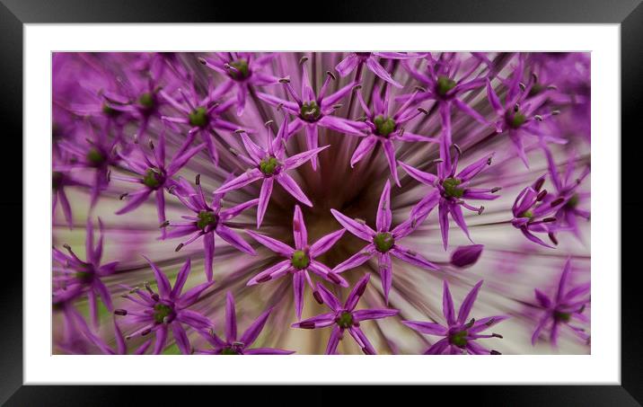 Allium Abstract Framed Mounted Print by Belinda Greb