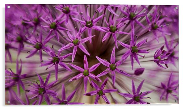 Allium Abstract Acrylic by Belinda Greb