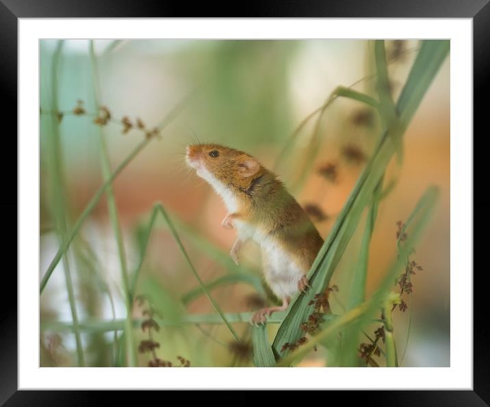 Harvest Mouse Framed Mounted Print by Clive Eariss