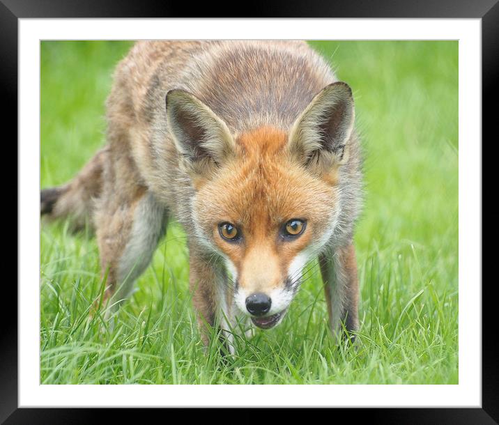 Fox Framed Mounted Print by Clive Eariss