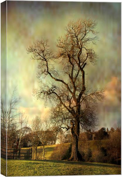 Tall tree. Canvas Print by Irene Burdell