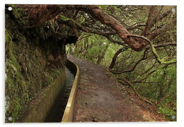 Ribeiro Frio Levada Walk, Madeira Acrylic by Diana Mower