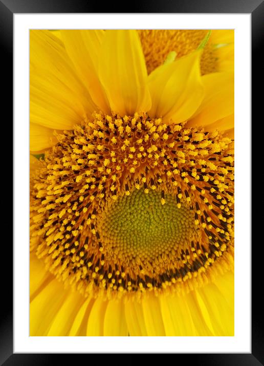 sunflowers Framed Mounted Print by Marinela Feier