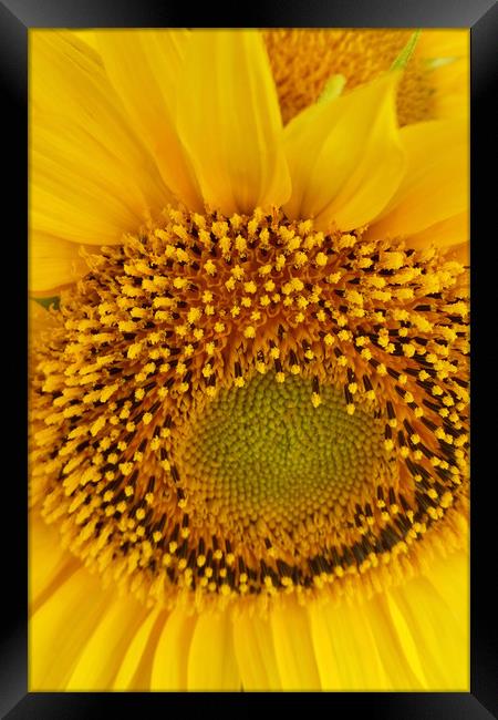 sunflowers Framed Print by Marinela Feier