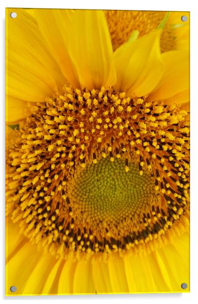 sunflowers Acrylic by Marinela Feier
