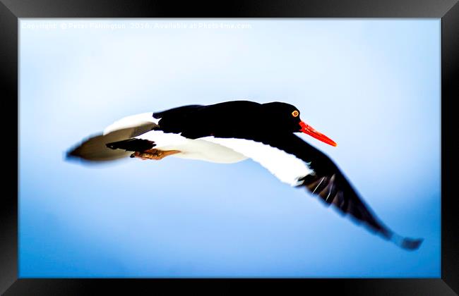 I'll Fly Away !! Framed Print by Peter Farrington