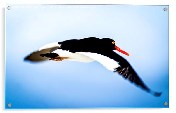 I'll Fly Away !! Acrylic by Peter Farrington