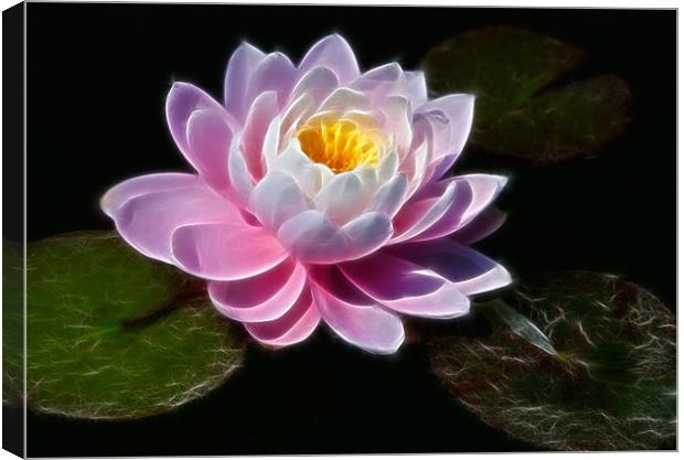 Waterlilly Canvas Print by David Lewins (LRPS)