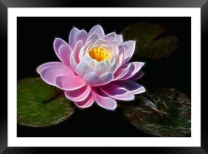 Waterlilly Framed Mounted Print by David Lewins (LRPS)