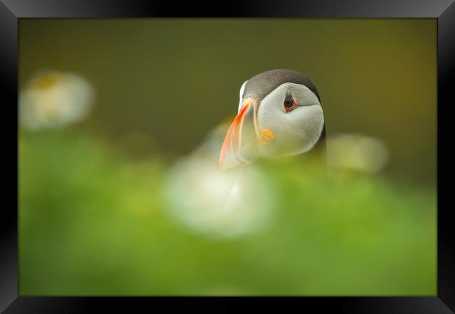 Atlantic Puffin Framed Print by Natures' Canvas: Wall Art  & Prints by Andy Astbury