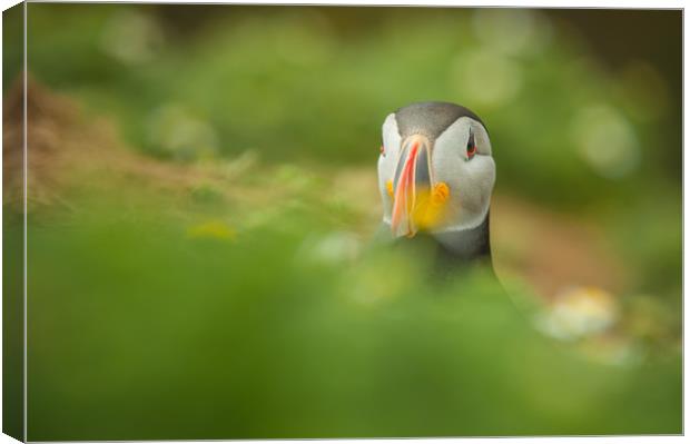 Atlantic Puffin Canvas Print by Natures' Canvas: Wall Art  & Prints by Andy Astbury
