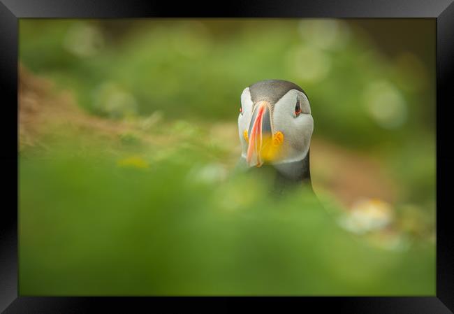 Atlantic Puffin Framed Print by Natures' Canvas: Wall Art  & Prints by Andy Astbury