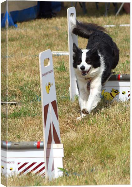 Collie dog in a flyball competition Canvas Print by Chris Day