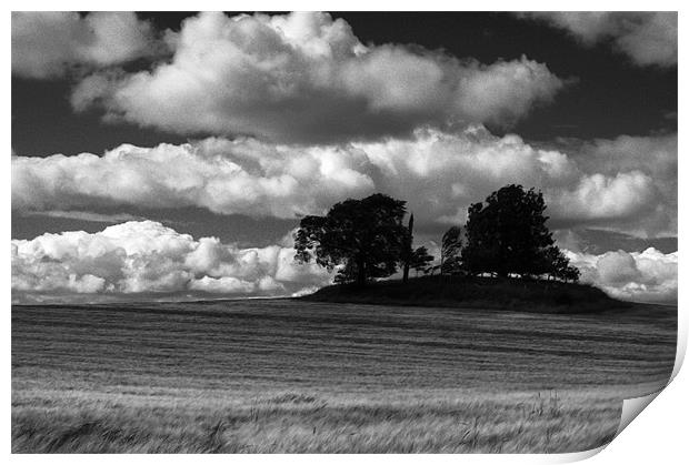 Trees in field Print by Gavin Liddle