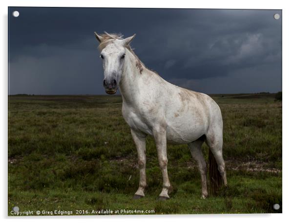 New Forest Pony Acrylic by Greg Edgings