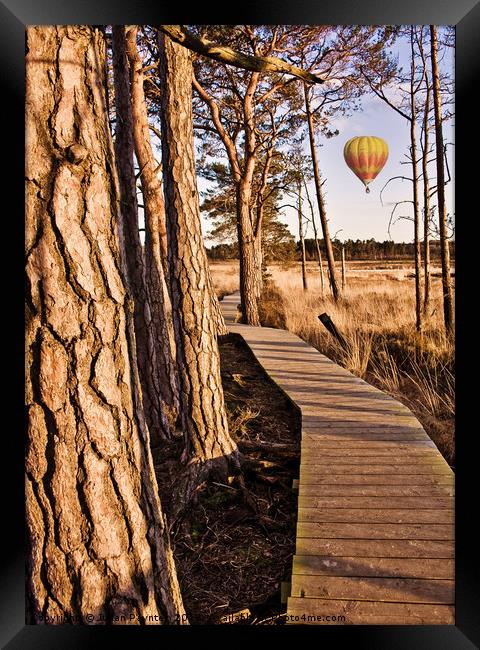 Balloon flight over Thursley Nature Reserve Framed Print by Julian Paynter