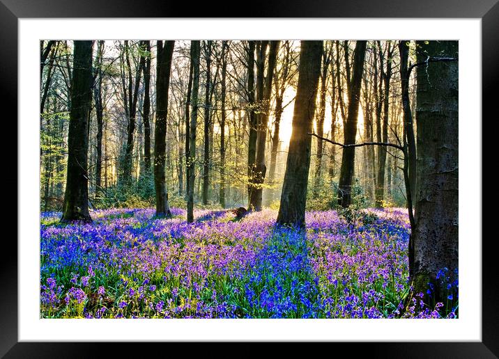 Bluebells at Micheldever Framed Mounted Print by Julian Paynter