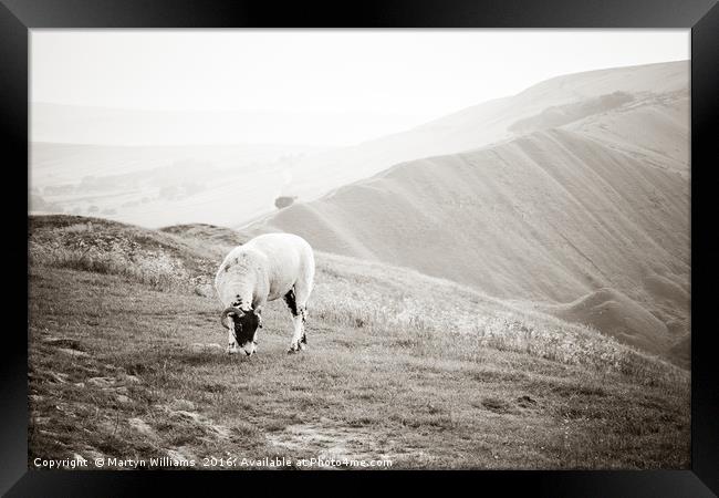 Sheep On Mam Tor, Derbyshire Framed Print by Martyn Williams
