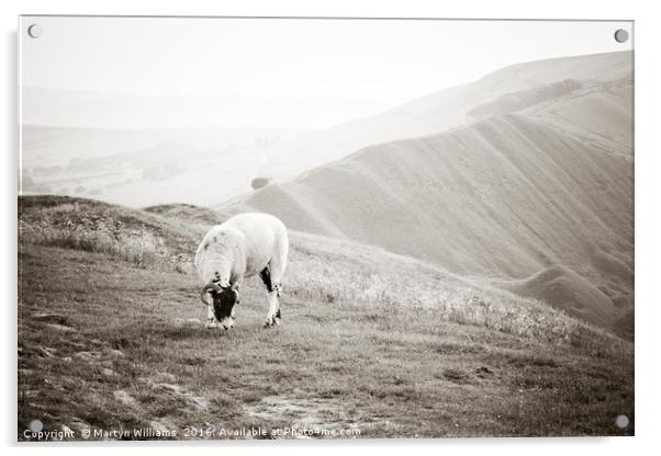 Sheep On Mam Tor, Derbyshire Acrylic by Martyn Williams
