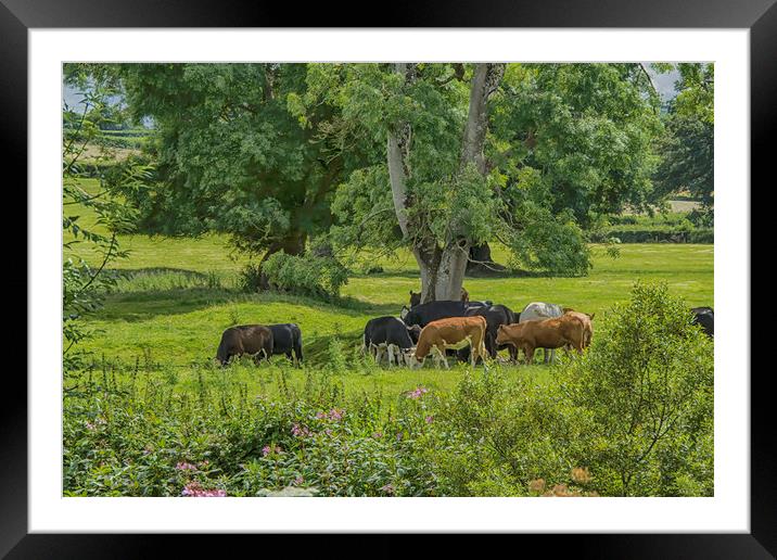 Country Life Framed Mounted Print by Images of Devon