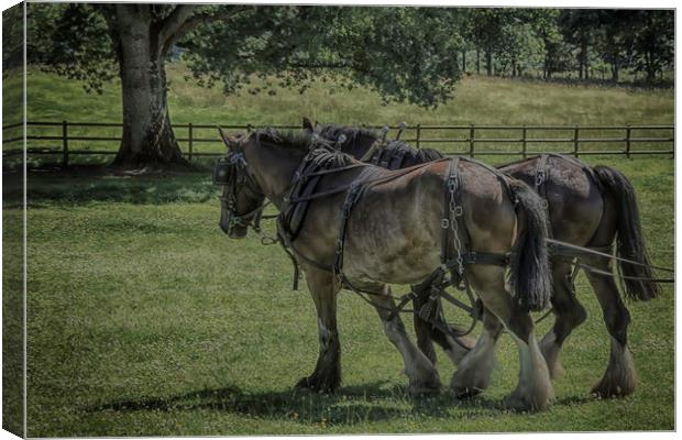 Working Horses Canvas Print by Images of Devon