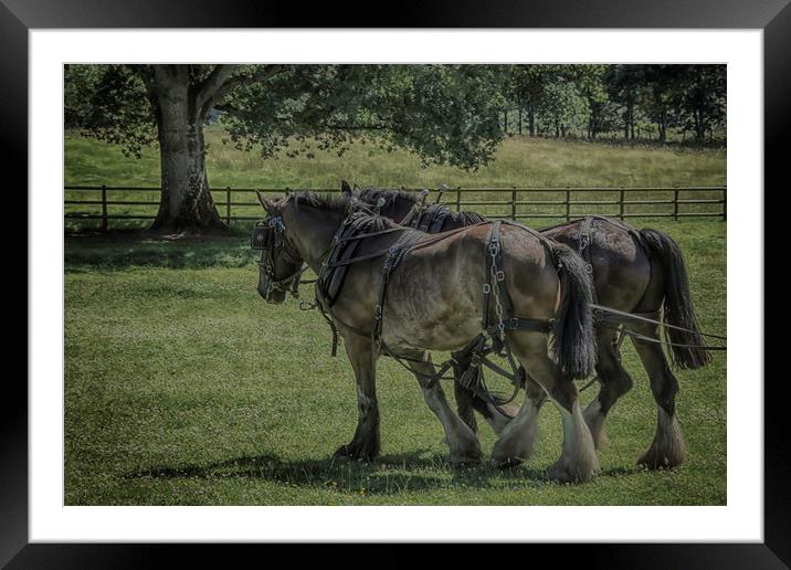 Working Horses Framed Mounted Print by Images of Devon