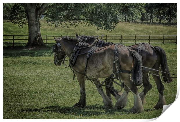 Working Horses Print by Images of Devon