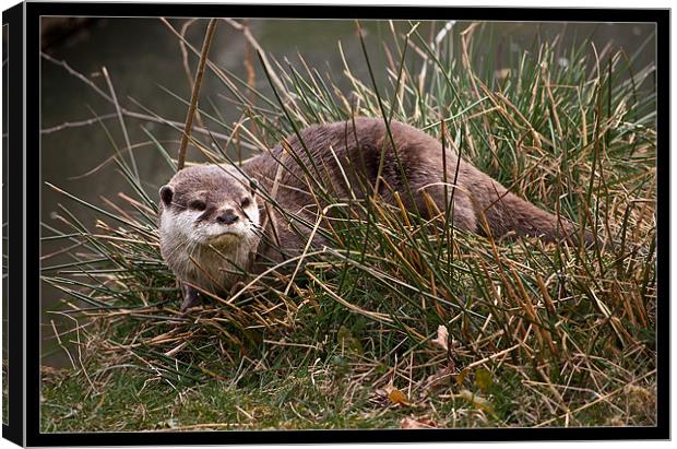 Otter in the Grass Canvas Print by Jeni Harney