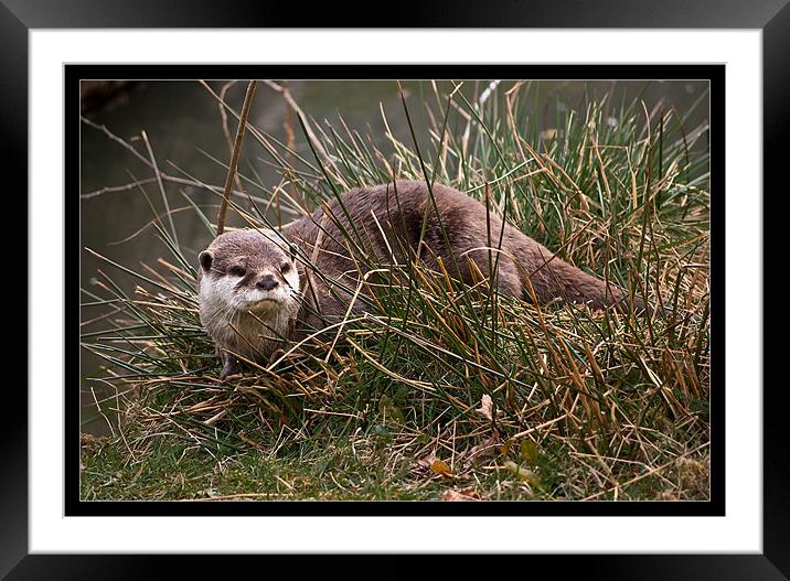 Otter in the Grass Framed Mounted Print by Jeni Harney