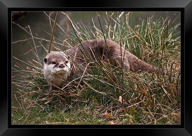 Otter in the Grass Framed Print by Jeni Harney