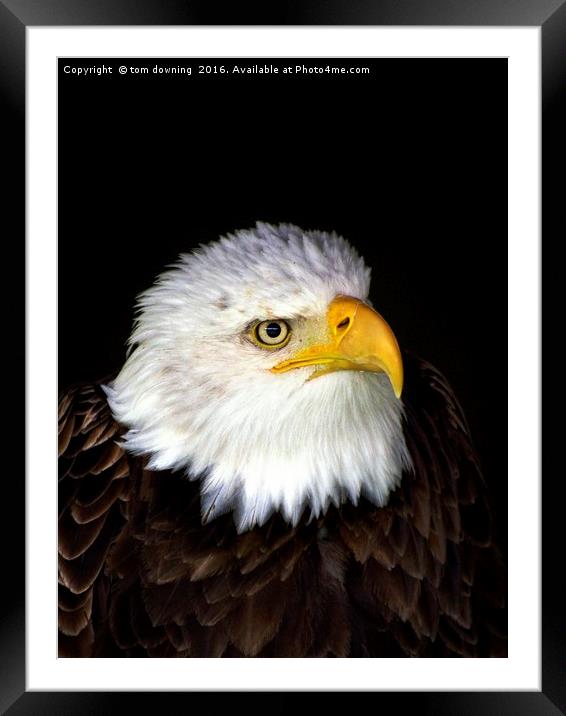 Bald Eagle Framed Mounted Print by tom downing