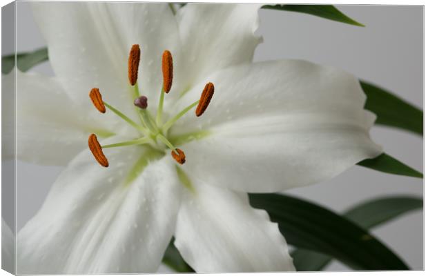 White Lily 1 Canvas Print by Steve Purnell