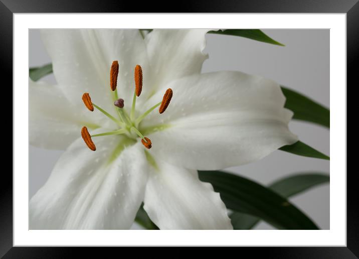 White Lily 1 Framed Mounted Print by Steve Purnell