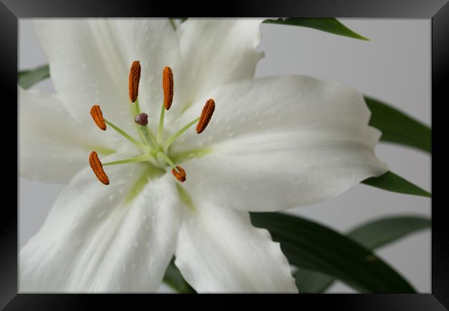 White Lily 1 Framed Print by Steve Purnell