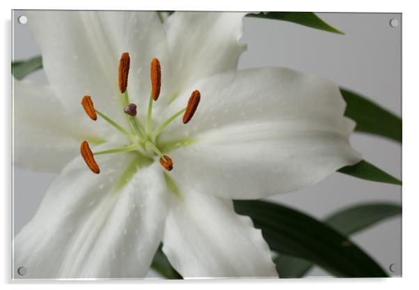 White Lily 1 Acrylic by Steve Purnell