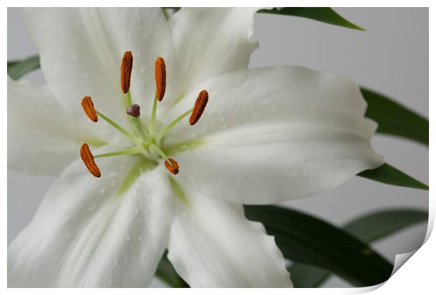 White Lily 1 Print by Steve Purnell