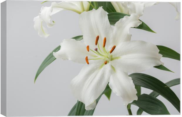 White Lily 2 Canvas Print by Steve Purnell