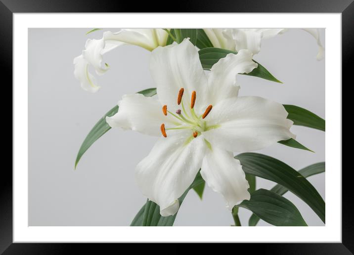 White Lily 2 Framed Mounted Print by Steve Purnell