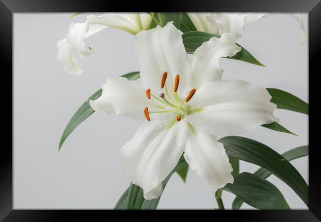 White Lily 2 Framed Print by Steve Purnell