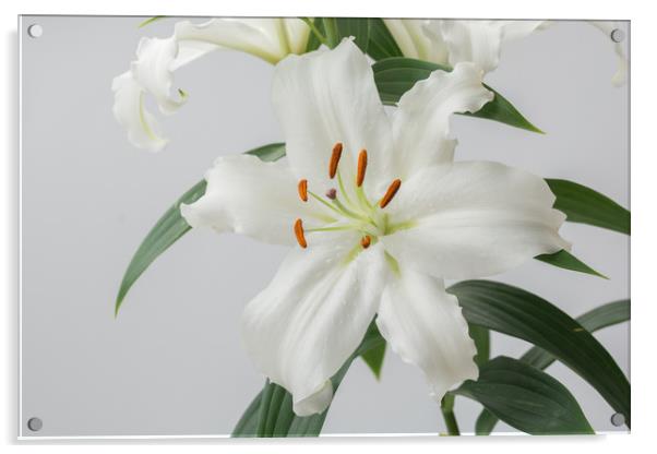 White Lily 2 Acrylic by Steve Purnell