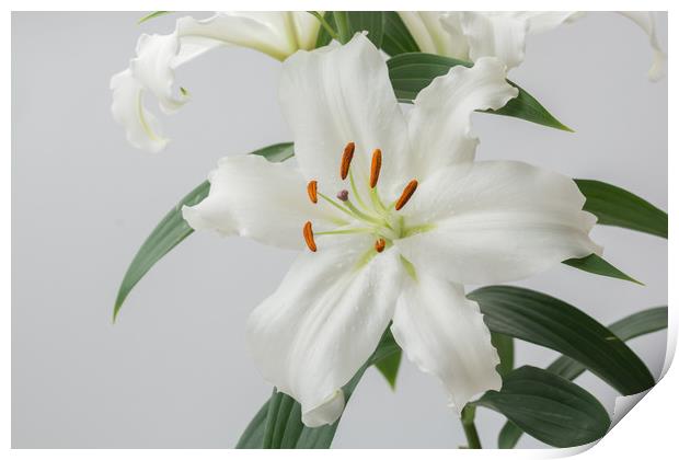 White Lily 2 Print by Steve Purnell