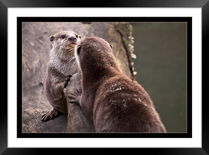 Otters Framed Mounted Print by Jeni Harney