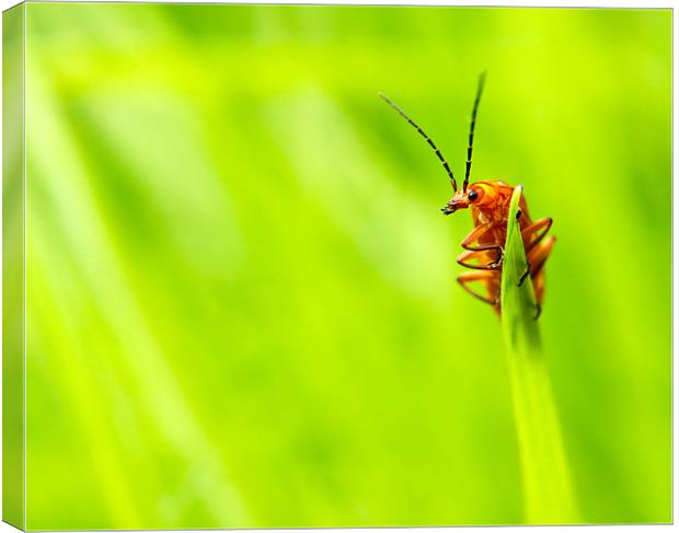 Red Soldier Beetle Canvas Print by Jeni Harney