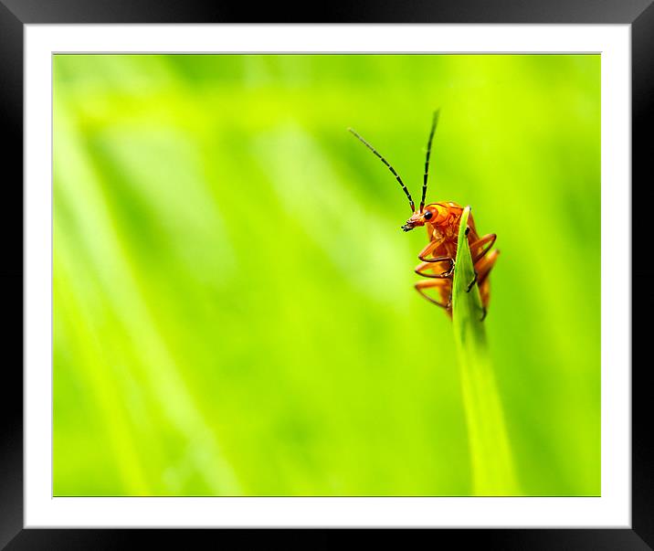 Red Soldier Beetle Framed Mounted Print by Jeni Harney