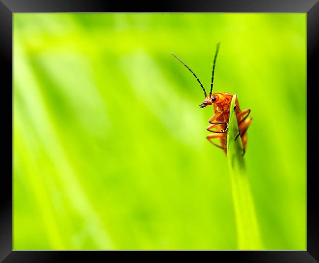 Red Soldier Beetle Framed Print by Jeni Harney
